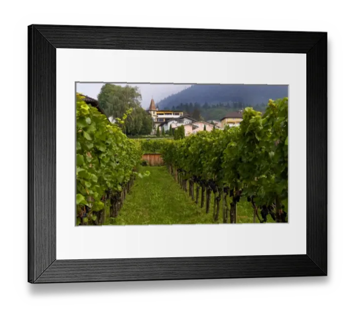 Framed Print : Hofkellerei Winery with grapes in small remote country of Leichtenstein