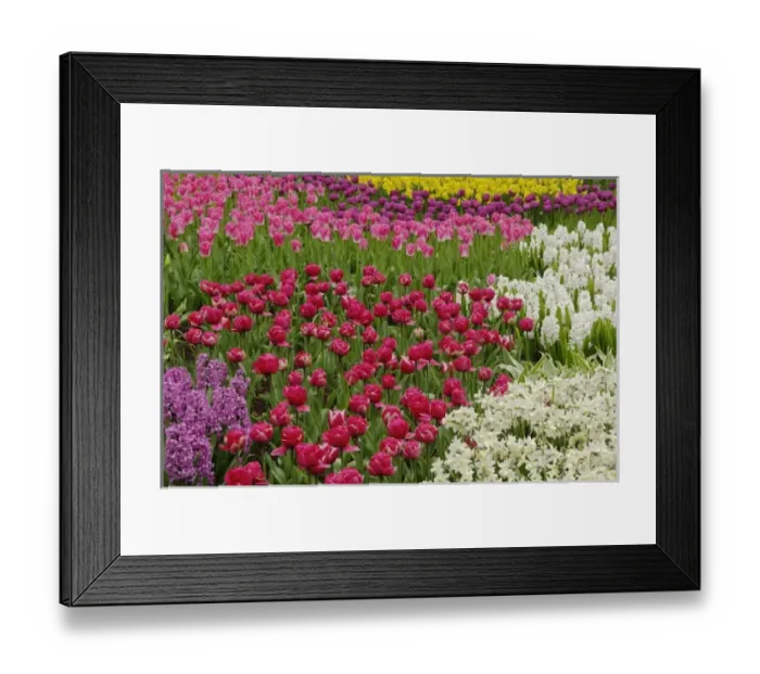 Framed Print : Garden of tulips, daffodils, and hyacinth flowers, Keukenhof Gardens, Lisse, Netherlands Framed Print : Garden of tulips, daffodils, and hyacinth flowers, Keukenhof Gardens, Lisse, Netherlands