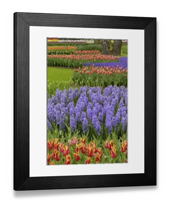 Framed Print : Tulip and Hyacinth garden, Keukenhof Gardens, Lisse, Netherlands, Holland