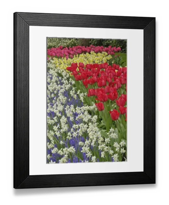 Framed Print : Tulip and daffodil garden, Keukenhof Gardens, Lisse, Netherlands, Holland Framed Print : Tulip and daffodil garden, Keukenhof Gardens, Lisse, Netherlands, Holland