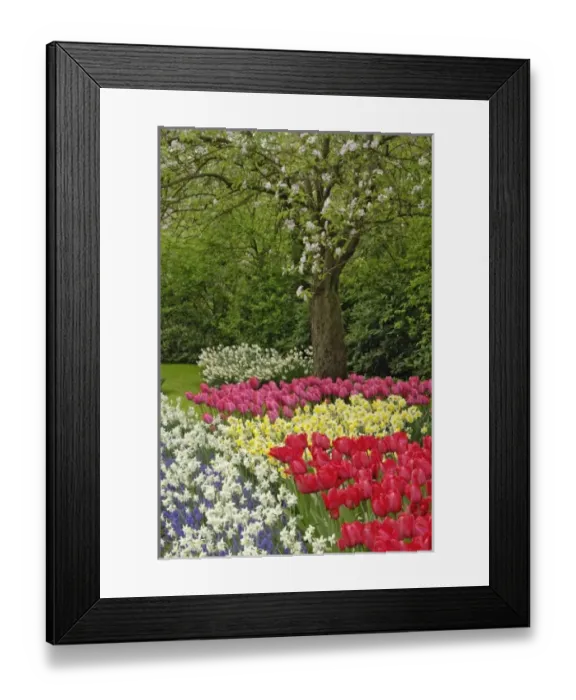 Framed Print : Tulip and daffodil garden, Keukenhof Gardens, Lisse, Netherlands, Holland