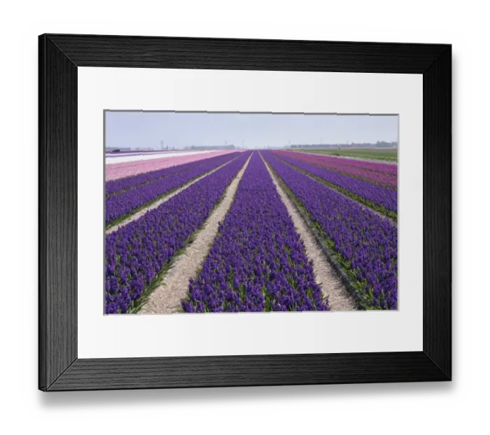Framed Print : Agricultural field of Hyacinth Flowers, Netherlands, Holland Framed Print : Agricultural field of Hyacinth Flowers, Netherlands, Holland