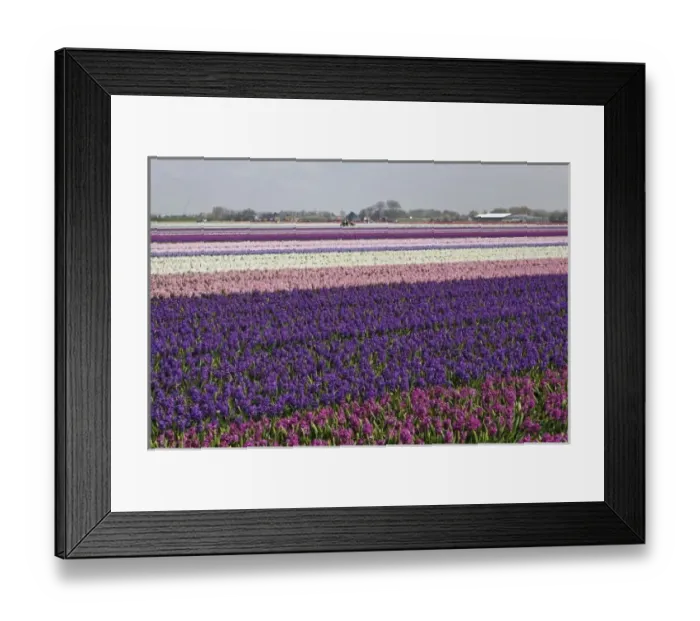 Framed Print : Agricultural field of Hyacinth Flowers, Netherlands, Holland Framed Print : Agricultural field of Hyacinth Flowers, Netherlands, Holland