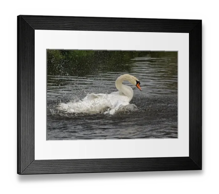 Framed Print : Mute swan, Zaanse Schans, Holland, Netherlands