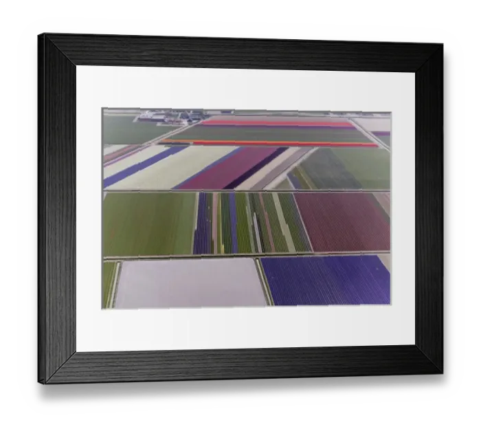 Framed Print : Aerial view of flower field patterns surrounding Amsterdam, Holland Framed Print : Aerial view of flower field patterns surrounding Amsterdam, Holland