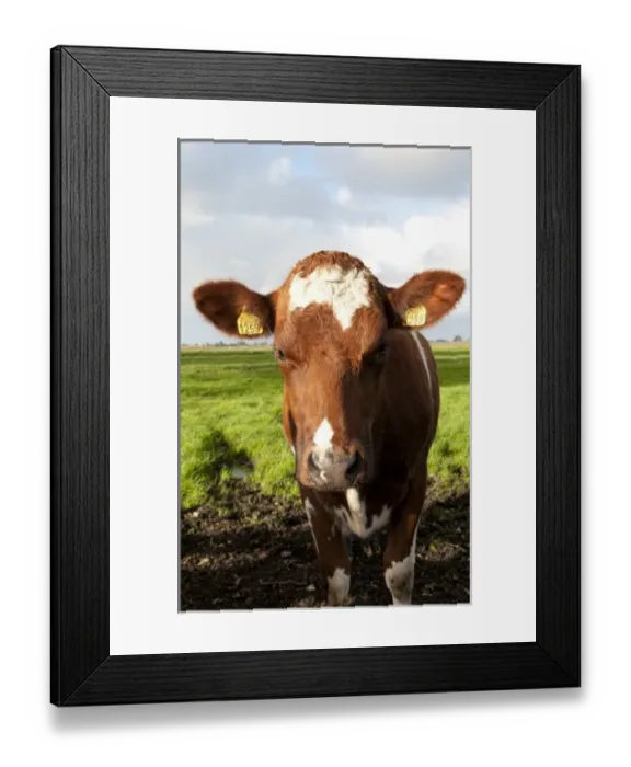 Framed Print : Europe, Netherlands, Holland Framed Print : Europe, Netherlands, Holland