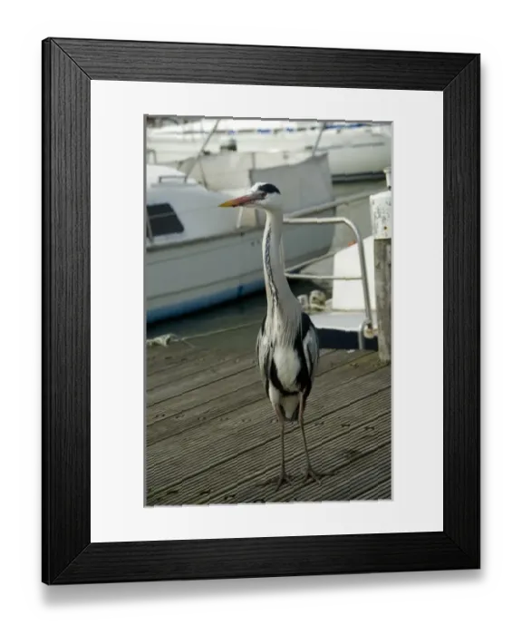 Framed Print : Europe, Netherlands, Holland Framed Print : Europe, Netherlands, Holland
