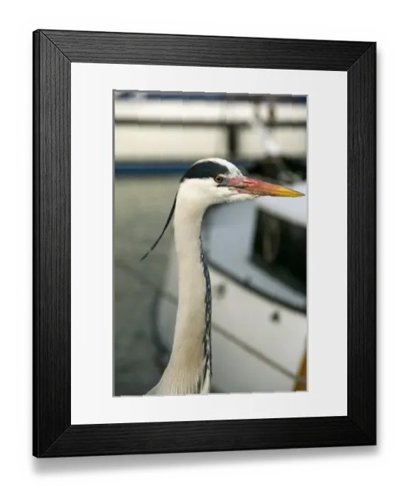 Framed Print : Europe, Netherlands, Holland Framed Print : Europe, Netherlands, Holland