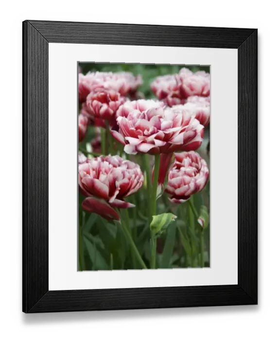 Framed Print : Netherlands (aka Holland), Lisse. Keukenhof Gardens, the worlds largest bulb Framed Print : Netherlands (aka Holland), Lisse. Keukenhof Gardens, the worlds largest bulb