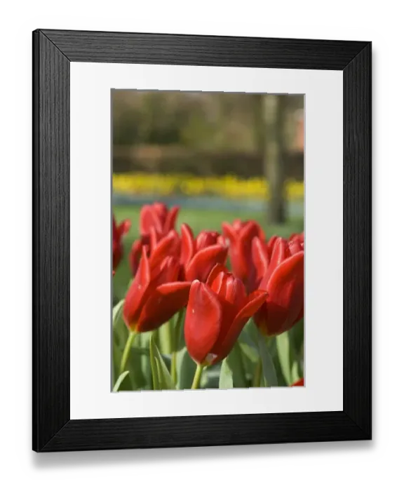 Framed Print : Netherlands (aka Holland), Lisse. Keukenhof Gardens, the worlds largest bulb Framed Print : Netherlands (aka Holland), Lisse. Keukenhof Gardens, the worlds largest bulb