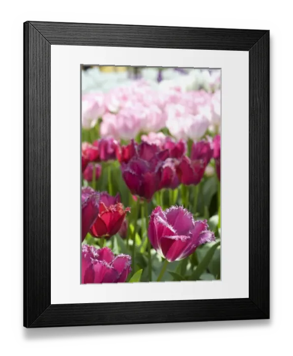 Framed Print : Netherlands (aka Holland), Lisse. Keukenhof Gardens, the worlds largest bulb Framed Print : Netherlands (aka Holland), Lisse. Keukenhof Gardens, the worlds largest bulb