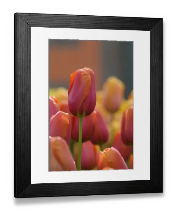 Framed Print : Netherlands (aka Holland), Lisse. Keukenhof Gardens, the worlds largest bulb