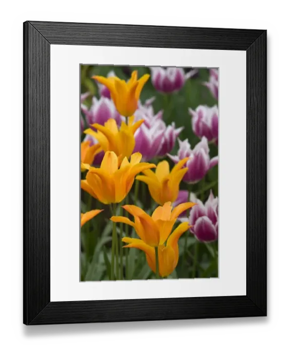 Framed Print : Europe, Netherlands, Holland Framed Print : Europe, Netherlands, Holland