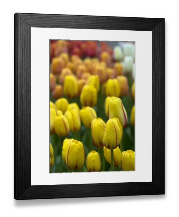 Framed Print : Europe, Netherlands, Holland Framed Print : Europe, Netherlands, Holland