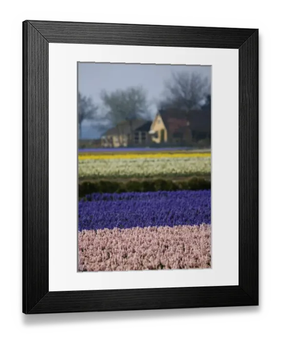 Framed Print : Hyacinth and tulip fields, The Netherlands Framed Print : Hyacinth and tulip fields, The Netherlands