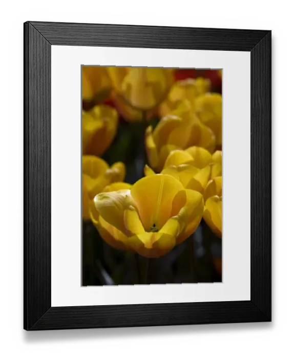 Framed Print : Netherlands (aka Holland), Lisse. Keukenhof Gardens, the worlds largest bulb Framed Print : Netherlands (aka Holland), Lisse. Keukenhof Gardens, the worlds largest bulb