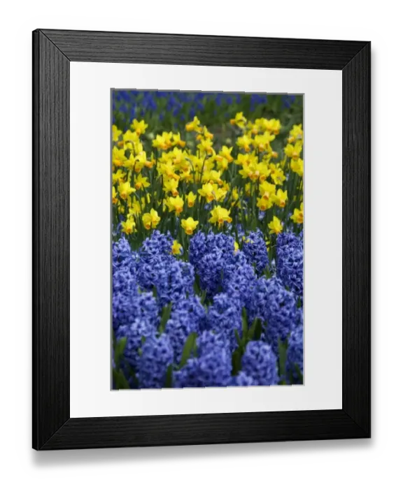 Framed Print : Netherlands (aka Holland), Lisse. Keukenhof Gardens, the worlds largest bulb Framed Print : Netherlands (aka Holland), Lisse. Keukenhof Gardens, the worlds largest bulb
