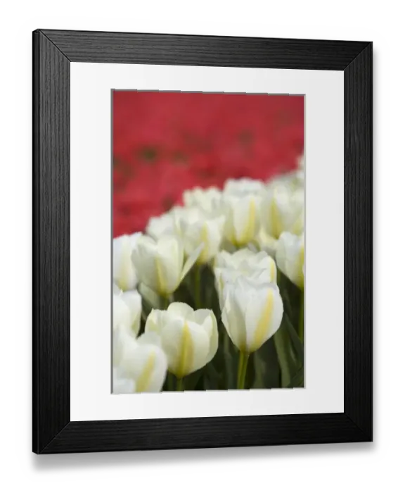 Framed Print : Tulip field, The Netherlands Framed Print : Tulip field, The Netherlands