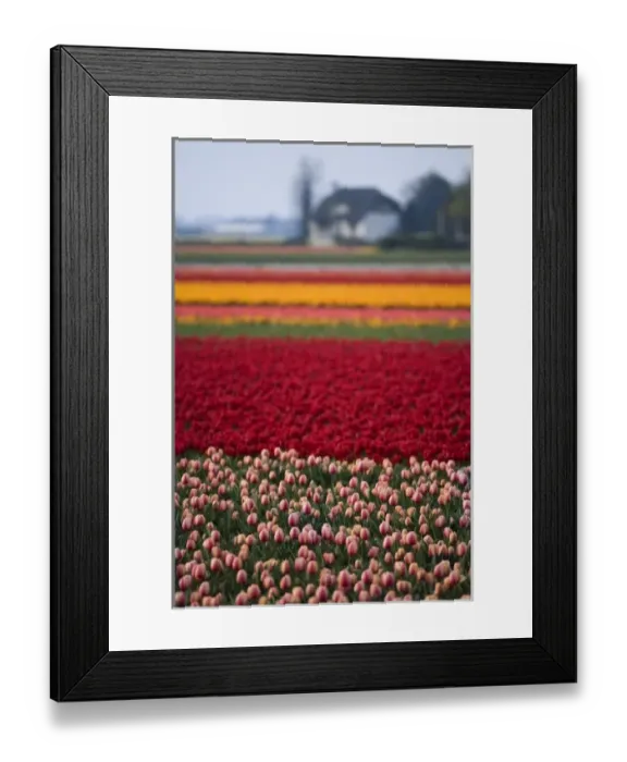 Framed Print : Tulip field; The Netherlands