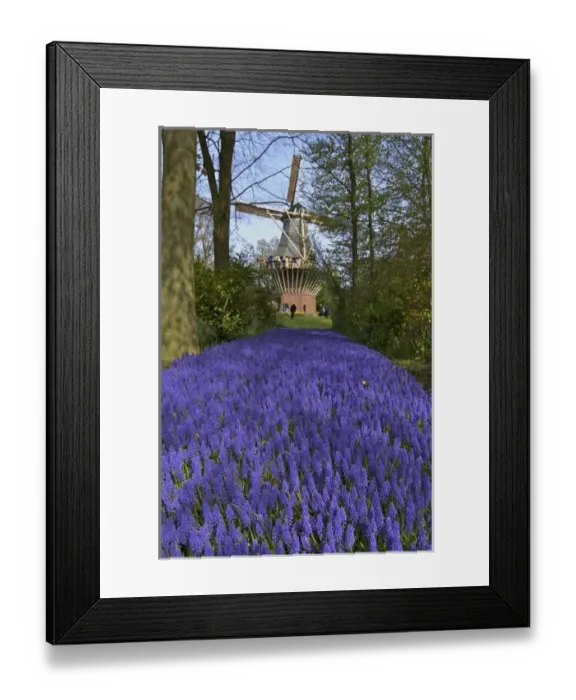 Framed Print : Europe, Netherlands, Holland, Lisse, Keukenhof Gardens in spring, a carpet of purple