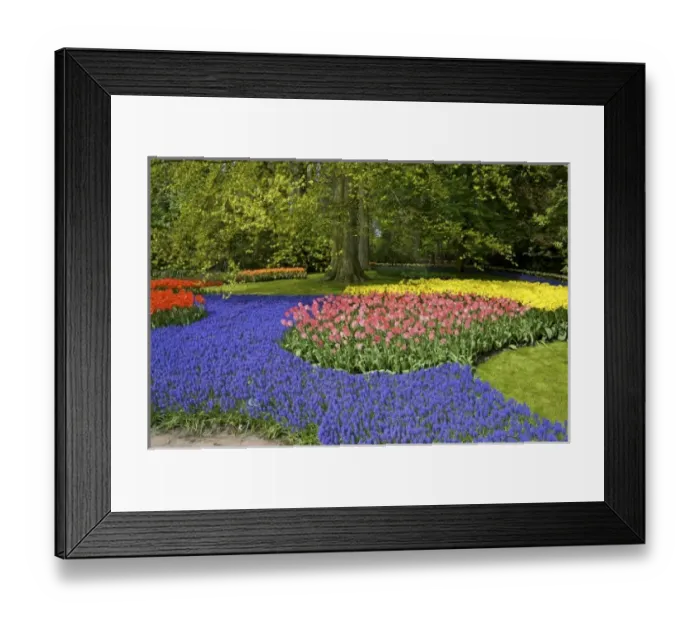 Framed Print : Europe, Netherlands, Holland, Lisse, Keukenhof Gardens in spring Framed Print : Europe, Netherlands, Holland, Lisse, Keukenhof Gardens in spring