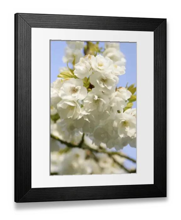 Framed Print : Europe, Netherlands, Holland Framed Print : Europe, Netherlands, Holland