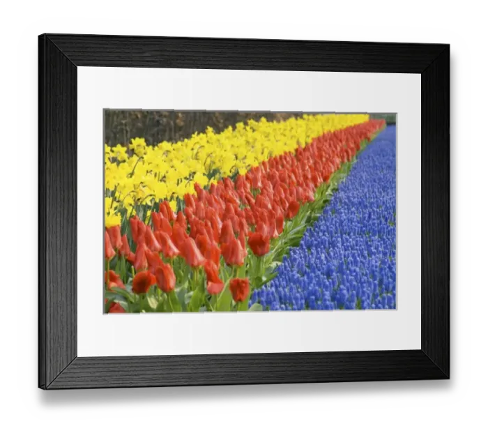 Framed Print : Netherlands, Holland, Lisse, Keukenhof Gardens Framed Print : Netherlands, Holland, Lisse, Keukenhof Gardens