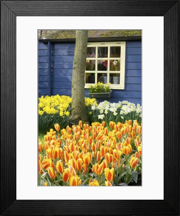 Framed Print : Europe, Netherlands, Holland Framed Print : Europe, Netherlands, Holland
