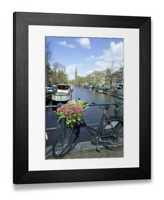 Framed Print : Netherlands, North Holland, Amsterdam, Tulips and bike on the Prinsengracht, Westerkerk Framed Print : Netherlands, North Holland, Amsterdam, Tulips and bike on the Prinsengracht, Westerkerk