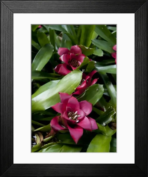 Framed Print : Portugal, Madeira Island, Funchal. Botanical Gardens (aka Jardim Botanico), founded in 1960 Framed Print : Portugal, Madeira Island, Funchal. Botanical Gardens (aka Jardim Botanico), founded in 1960