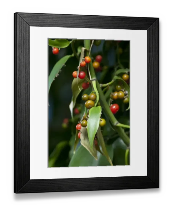Framed Print : Europe, Portugal Framed Print : Europe, Portugal