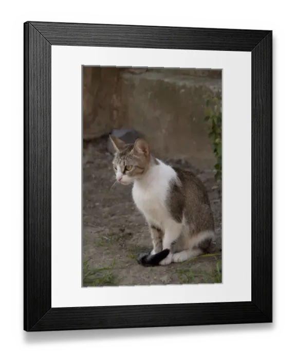 Framed Print : Romania, Transylvania, Sighisoara. Pet cat Framed Print : Romania, Transylvania, Sighisoara. Pet cat