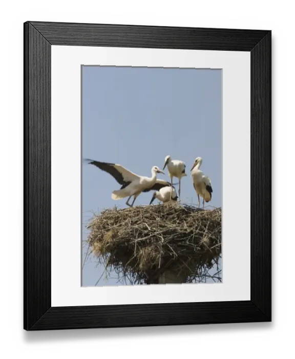Framed Print : European Stork, mother and Chicks in the nest on the top of the chimney Framed Print : European Stork, mother and Chicks in the nest on the top of the chimney