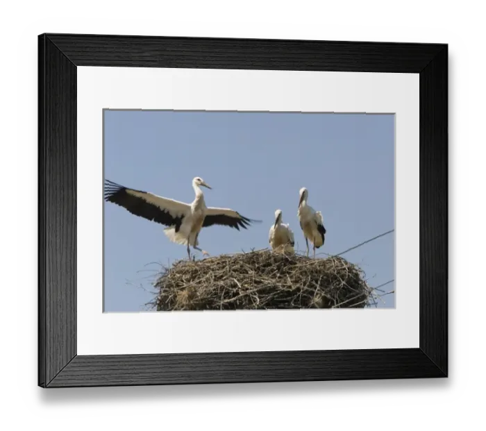 Framed Print : Romania, Fagaras, European Stork, mother and Chicks in the nest on the top of