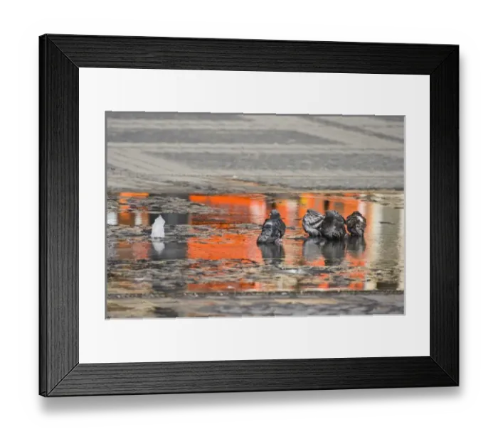Framed Print : Pigeons bathing is the water of a fountain in The Large Square, Sibiu, Romania, Eastern Framed Print : Pigeons bathing is the water of a fountain in The Large Square, Sibiu, Romania, Eastern