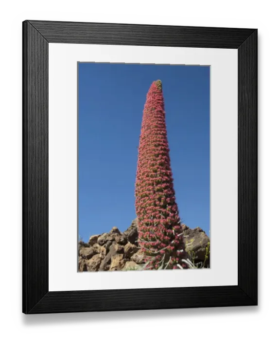Framed Print : Spain, Canary Islands, Tenerife. Las Canadas National Park. Endemic plant in bloom Framed Print : Spain, Canary Islands, Tenerife. Las Canadas National Park. Endemic plant in bloom