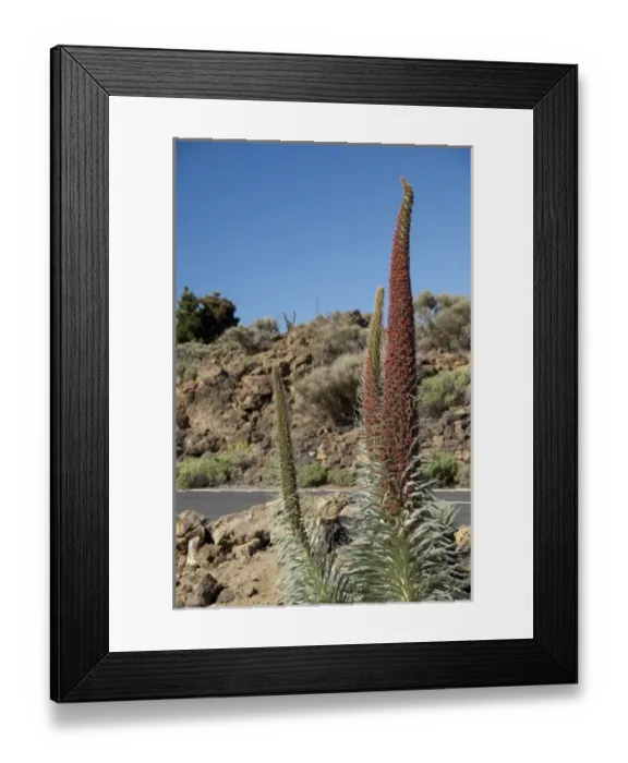 Framed Print : Spain, Canary Islands, Tenerife. Las Canadas National Park. Endemic plant in bloom Framed Print : Spain, Canary Islands, Tenerife. Las Canadas National Park. Endemic plant in bloom