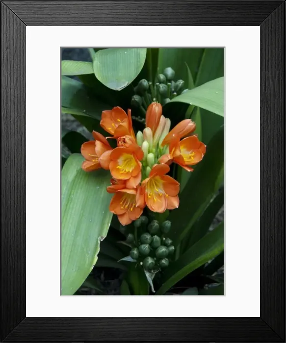 Framed Print : Spain, Canary Islands, Tenerife. Pueblo Chico. Tropical flower, Clivia or Kafir Lily Framed Print : Spain, Canary Islands, Tenerife. Pueblo Chico. Tropical flower, Clivia or Kafir Lily