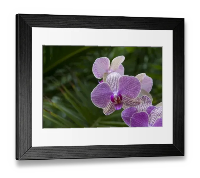 Framed Print : Spain, Canary Islands, Tenerife. Puerto De La Cruz, Orchid Gardens of Sitio Litre Framed Print : Spain, Canary Islands, Tenerife. Puerto De La Cruz, Orchid Gardens of Sitio Litre