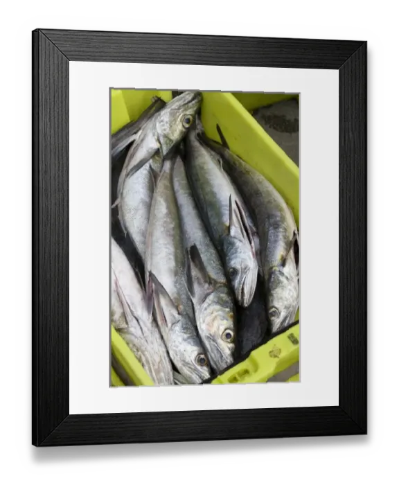 Framed Print : Fish caught by commercial fisherman in the harbor at Llanes, Spain
