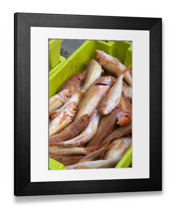Framed Print : Fish caught by commercial fisherman in the harbor at Llanes, Spain Framed Print : Fish caught by commercial fisherman in the harbor at Llanes, Spain