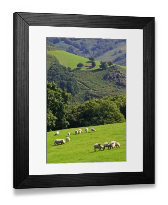 Framed Print : Sheep graze on rural farmland in the Baztan Valley of the Navarre region of northern Spain