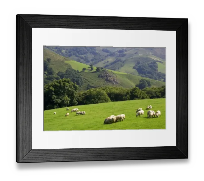 Framed Print : Sheep graze on rural farmland in the Baztan Valley of the Navarre region of northern Spain Framed Print : Sheep graze on rural farmland in the Baztan Valley of the Navarre region of northern Spain