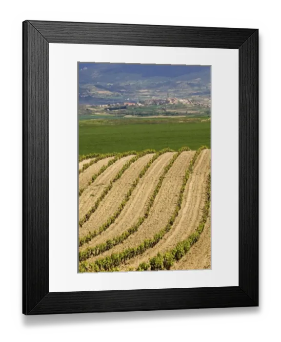 Framed Print : Spring time vineyards roll to the distant village of Briones and mountains in Framed Print : Spring time vineyards roll to the distant village of Briones and mountains in