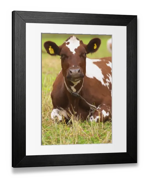Framed Print : Europe, Sweden