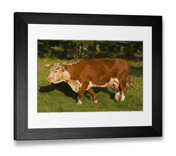 Framed Print : Cow Brown and white Profile Smaland region. Sweden, Europe