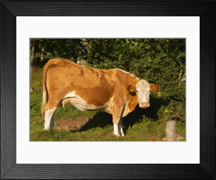 Framed Print : Cow Brown and white Profile Smaland region. Sweden, Europe Framed Print : Cow Brown and white Profile Smaland region. Sweden, Europe