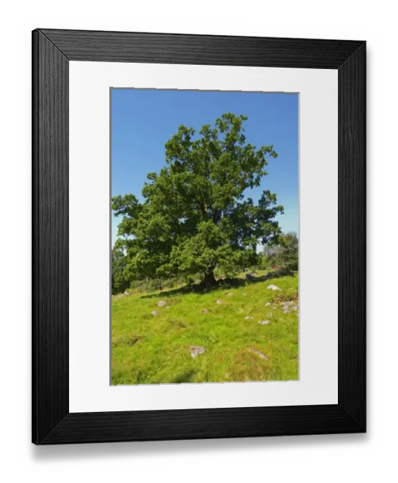 Framed Print : Oak tree in a field. Smaland region