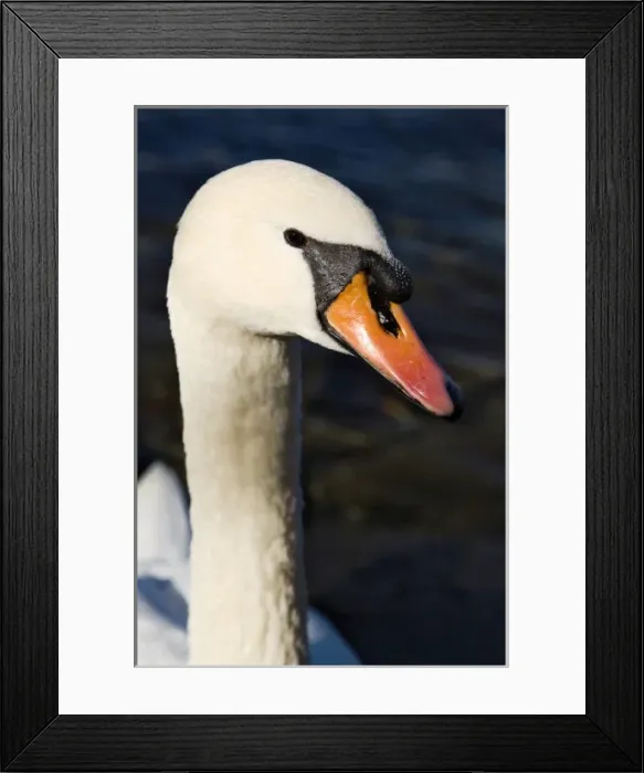Framed Print : Mute Swan portrait, Lucerne, Switzerland, Cygnus olor