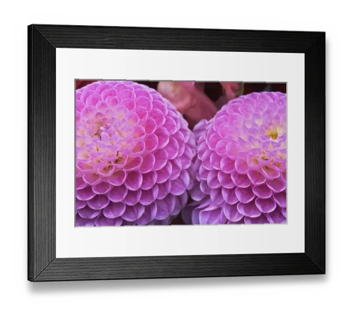 Framed Print : Chrysanthemum flowers decorating grave sites in cemetery, Appenzeller, Switzerland Framed Print : Chrysanthemum flowers decorating grave sites in cemetery, Appenzeller, Switzerland
